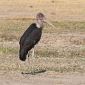 Marabou Stork